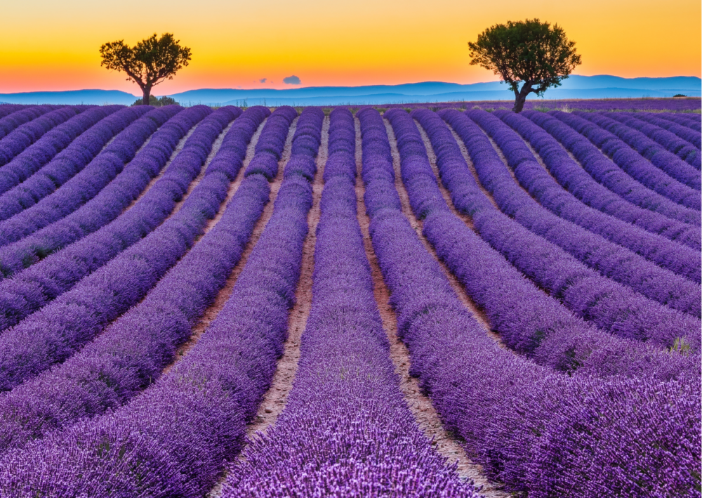 Lavender fields with WalkingWomen